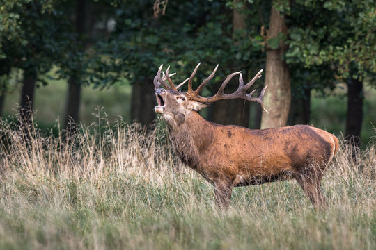 Red deer, Cervis elaphus, roaring in runting season, september