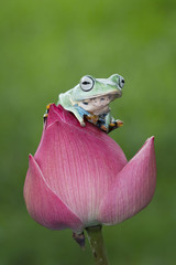 Obraz premium Tree frog, flying frog, Indonesia