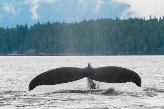 humpback whale fluke