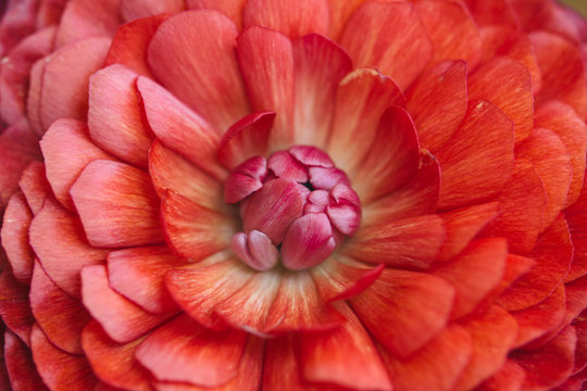 Macro of center of ranunculus flower