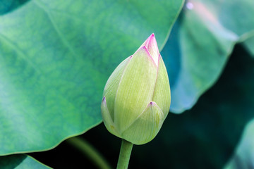 close up of  lotus flower bud with green leaves at summer