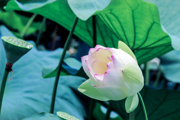 blooming lotus flower bud with green leaves at summer
