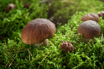Boletus grows in moss. Forest mushrooms.