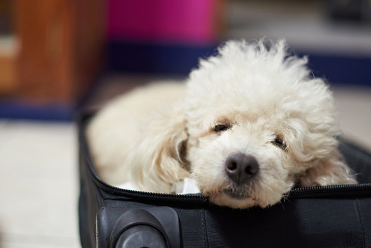 Close-up of dog sleeping in suitcase