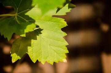 Detail of leaf of wine flower with shadow on wall