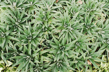 many green succulents