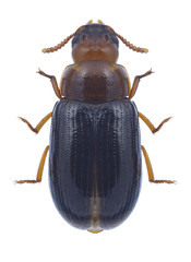 Beetle Neomida haemorrhoidalis on a white background