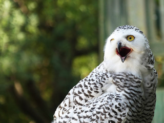 Owl