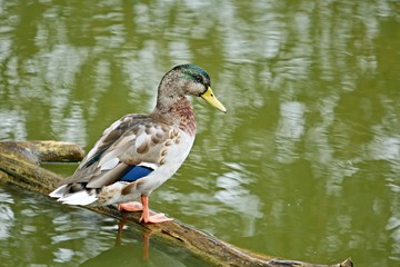 Young male duck sitting on piece of wood on the pond