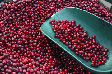  bucket of picked Lingonberry , close up