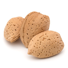 Almond nut in shell isolated on white background close up