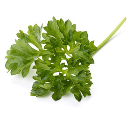 fresh parsley herb  leaves isolated on white background cutout