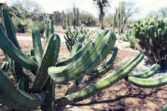 Cactus paradise