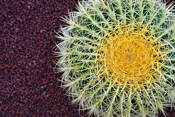 Cactus copy space