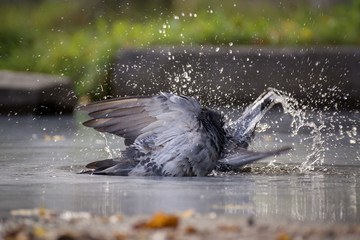 Fototapeta premium Pigeons bathe in the pond. Splashes, drops of water. The summer heat