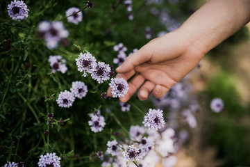 Hand picking garden flowers