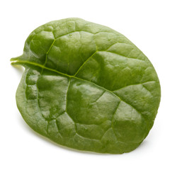 Obraz premium Baby spinach leaves isolated on white background cutout