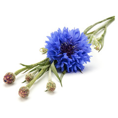 Blue Cornflower Herb or bachelor button flower head isolated on white background cutout