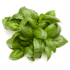 Sweet basil herb leaves bunch isolated on white background