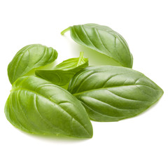 Sweet basil herb leaves handful isolated on white background closeup