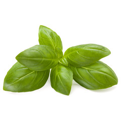 Sweet basil herb leaves isolated on white background closeup
