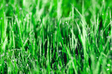 Fototapeta na wymiar Dew on the grass. Beautiful natural spring blurred background. Morning in the grass.