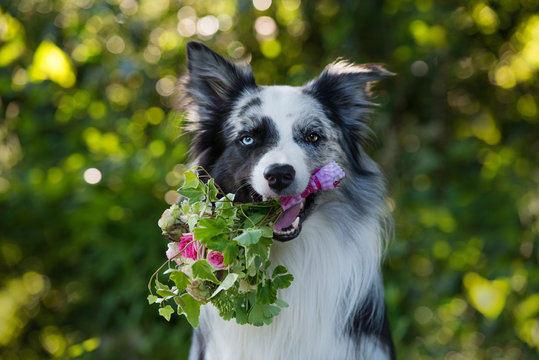 Hund hält Blumenstrauß im Maul