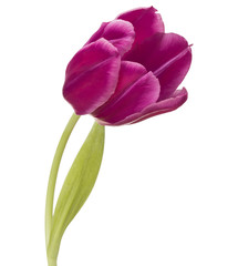 lilac tulip flower head isolated on white background