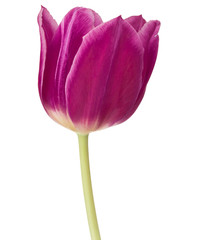 lilac tulip flower head isolated on white background