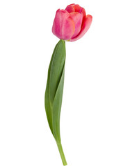 one pink tulip flower isolated on white background