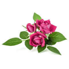 pink rose flower bouquet isolated on white background cutout