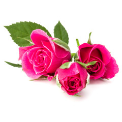pink rose flower head isolated on white background cutout