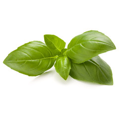 Obraz premium Sweet basil herb leaves isolated on white background closeup
