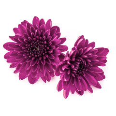 Lilac chrysanthemum flower isolated on white background