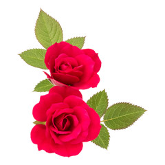 two red rose flowers  isolated with leaves on white background cutout