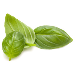 Sweet basil herb leaves isolated on white background closeup