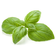 Close up studio shot of fresh green basil herb leaves isolated on white background. Sweet Genovese basil.