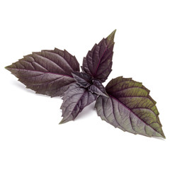 Close up studio shot of fresh red basil herb leaves isolated on white background. Purple Dark Opal Basil.