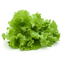 fresh green lettuce salad leaves isolated on white background