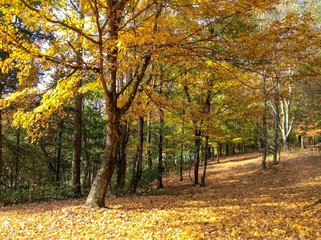 Pathway through autumn leaf trees