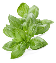 sweet basil herb leaves isolated on white background. Genovese basil leaf.