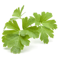 Fresh parsley herb leaves  isolated on white background