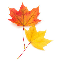 colorful autumn maple leaf isolated on white