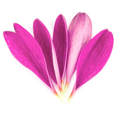 Lilac chrysanthemum flower petals isolated on white background