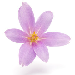 Obraz premium lilac crocus flowers isolated on white background