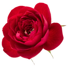 one red rose flower head isolated on white background cutout