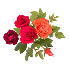 colorful rose flower bouquet with green leaves isolated on white background cutout