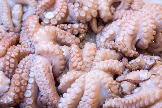 Fresh Octopuses at the fish market in Venice near famous Rialto bridge, Italy.