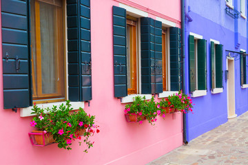 Fototapeta na wymiar Pink and blue houses with flowers and plants. Colorful houses in Burano island near Venice, Italy.