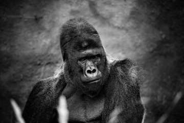 Black and white portrait of male gorilla